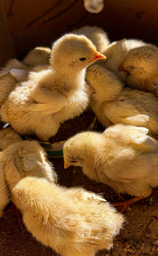 Raising Livestock: Chickens. Instructor: Bob Tolbert