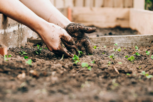 Oklahoma Gardening 101. Instructor: Stephanie Ludlam